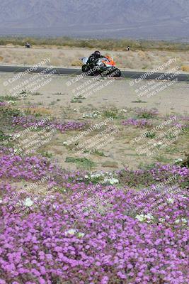 media/Feb-04-2023-SoCal Trackdays (Sat) [[8a776bf2c3]]/Turn 15 Inside Blooming (1050am)/